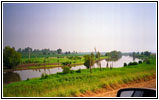 Wet Land Mississippi River, IL