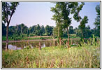 Levee Rd, Wet Land Mississippi River, IL