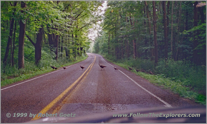 Turkeys on the backroad Turkeys on the backroad