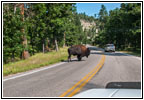 Bison, Highway 16A, Custer State Park, South Dakota Bison, Highway 16A, Custer State Park, South Dakota