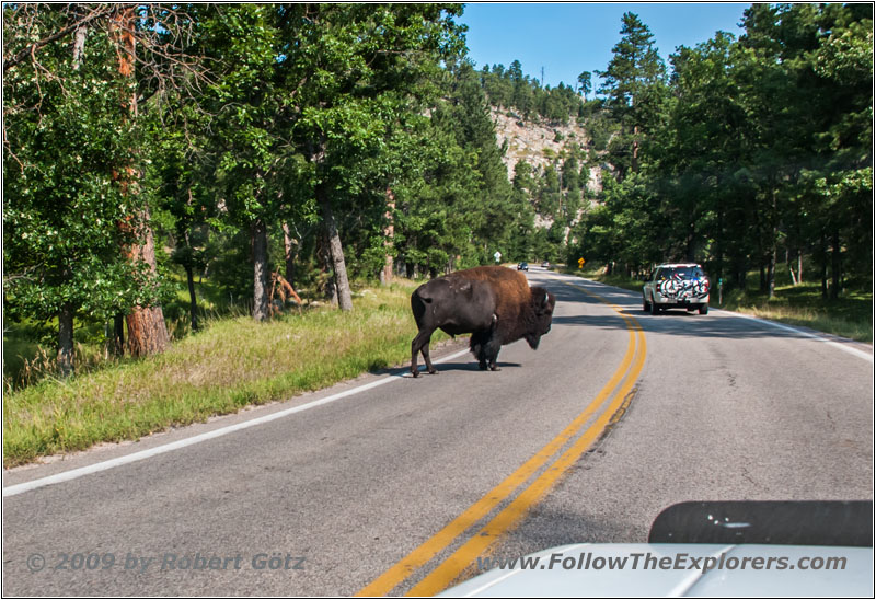 Bison, Highway 16A, Custer State Park, South Dakota Bison, Highway 16A, Custer State Park, South Dakota