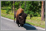 Bison, Highway 16A, Custer State Park, South Dakota Bison, Highway 16A, Custer State Park, South Dakota
