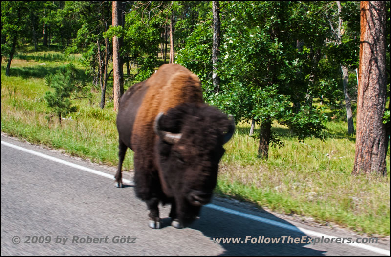 Bison, Highway 16A, Custer State Park, South Dakota Bison, Highway 16A, Custer State Park, South Dakota