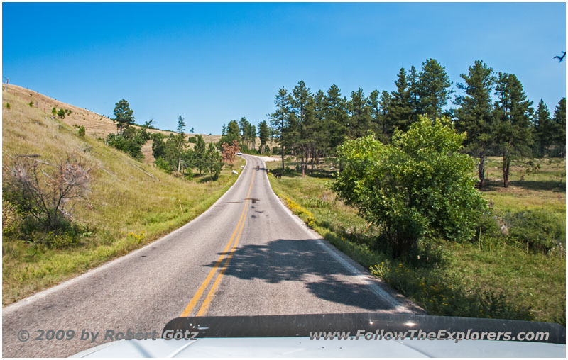Esel, Highway 16A/Iron Mountain Rd, Custer State Park, South Dakota Esel, Highway 16A/Iron Mountain Rd, Custer State Park, South Dakota