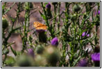 Schmetterling, Cathedral Spires Trail, Custer State Park, South Dakota Schmetterling, Cathedral Spires Trail, Custer State Park, South Dakota