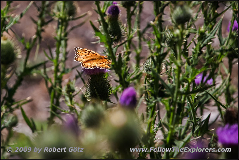 Schmetterling, Cathedral Spires Trail, Custer State Park, South Dakota Schmetterling, Cathedral Spires Trail, Custer State Park, South Dakota