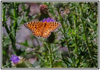 Schmetterling, Cathedral Spires Trail, Custer State Park, South Dakota Schmetterling, Cathedral Spires Trail, Custer State Park, South Dakota