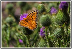 Schmetterling, Cathedral Spires Trail, Custer State Park, South Dakota Schmetterling, Cathedral Spires Trail, Custer State Park, South Dakota