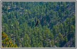 Eagle, Hell Canyon Trail, SD Eagle, Hell Canyon Trail, SD