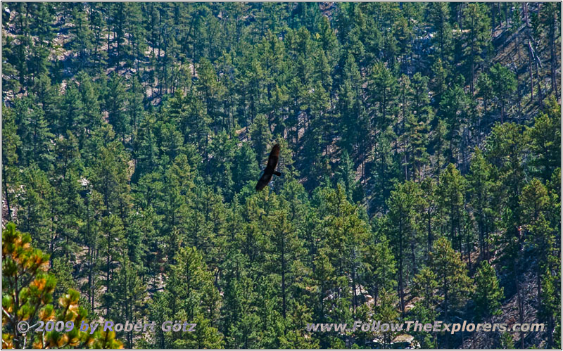 Eagle, Hell Canyon Trail, SD Eagle, Hell Canyon Trail, SD