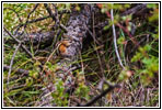 Squirrel, Hell Canyon Trail, SD Squirrel, Hell Canyon Trail, SD