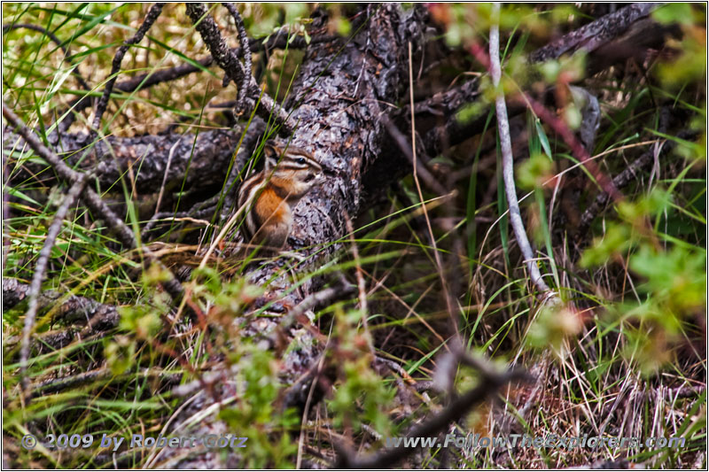 Squirrel, Hell Canyon Trail, SD Squirrel, Hell Canyon Trail, SD
