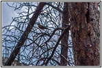 Bird, Hell Canyon Trail, SD Bird, Hell Canyon Trail, SD