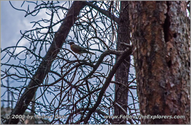 Bird, Hell Canyon Trail, SD Bird, Hell Canyon Trail, SD