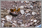 Butterfly, Hell Canyon Trail, SD Butterfly, Hell Canyon Trail, SD