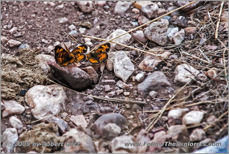 Butterfly, Hell Canyon Trail, SD Butterfly, Hell Canyon Trail, SD