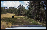 Cow, FR282 1C, Hell Canyon, SD Cow, FR282 1C, Hell Canyon, SD