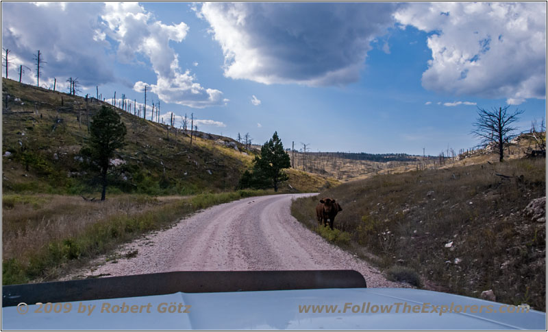Cattle, FR283/Antelope Ridge Rd, SD Cattle, FR283/Antelope Ridge Rd, SD