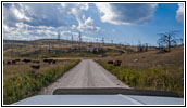 Cattle, FR283/Antelope Ridge Rd, SD Cattle, FR283/Antelope Ridge Rd, SD