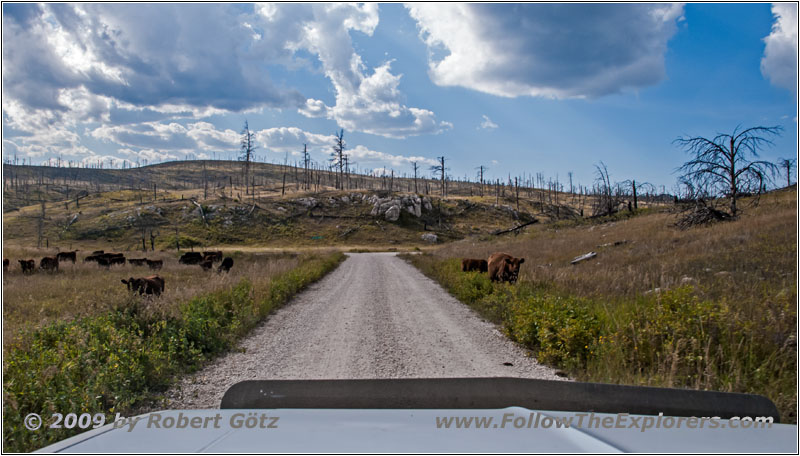 Cattle, FR283/Antelope Ridge Rd, SD Cattle, FR283/Antelope Ridge Rd, SD