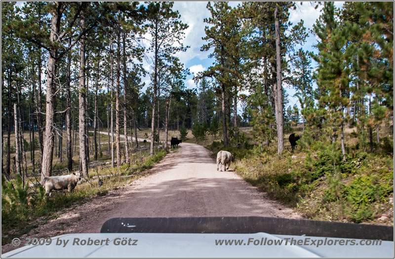 FR284/Custer Limestone Rd, SD FR284/Custer Limestone Rd, SD
