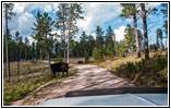 Cattle, FR284/Custer Limestone Rd, SD Cattle, FR284/Custer Limestone Rd, SD
