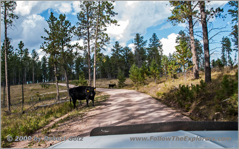 Cattle, FR284/Custer Limestone Rd, SD Cattle, FR284/Custer Limestone Rd, SD