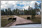 Cattle, FR284/Custer Limestone Rd, SD Cattle, FR284/Custer Limestone Rd, SD
