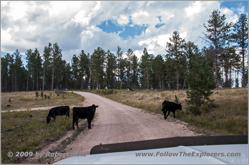 Cattle, FR284/Custer Limestone Rd, SD Cattle, FR284/Custer Limestone Rd, SD