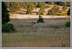 Deer, FR117/Boles Canyon Rd, SD Deer, FR117/Boles Canyon Rd, SD