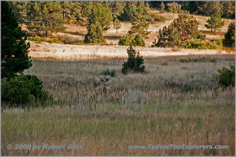 Deer, FR117/Boles Canyon Rd, SD Deer, FR117/Boles Canyon Rd, SD