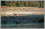 Deer, FR117/Boles Canyon Rd, SD Deer, FR117/Boles Canyon Rd, SD