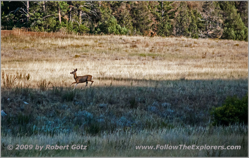 Deer, FR117/Boles Canyon Rd, SD Deer, FR117/Boles Canyon Rd, SD