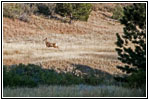 Deer, FR117/Boles Canyon Rd, SD Deer, FR117/Boles Canyon Rd, SD