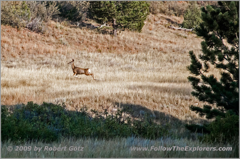 Deer, FR117/Boles Canyon Rd, SD Deer, FR117/Boles Canyon Rd, SD