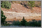 Deer, FR117/Boles Canyon Rd, SD Deer, FR117/Boles Canyon Rd, SD