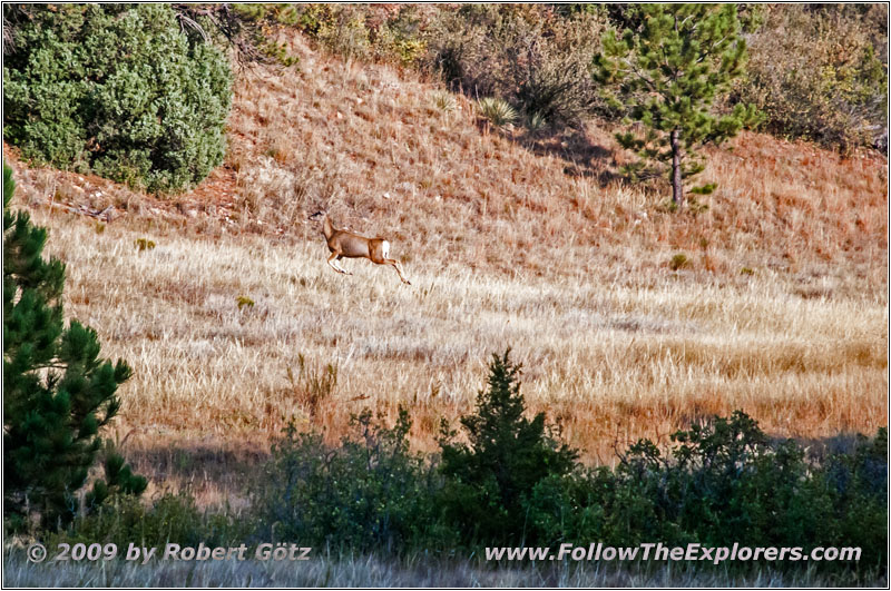 Deer, FR117/Boles Canyon Rd, SD Deer, FR117/Boles Canyon Rd, SD