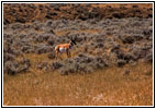 Pronghorn, Echeta Rd, WY Pronghorn, Echeta Rd, WY
