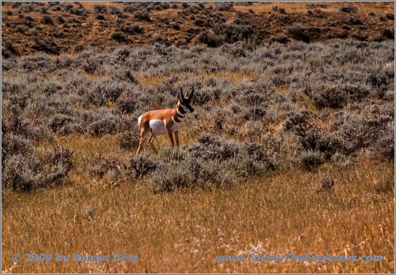 Pronghorn, Echeta Rd, WY Pronghorn, Echeta Rd, WY