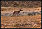 Pronghorn, Echeta Rd, WY Pronghorn, Echeta Rd, WY