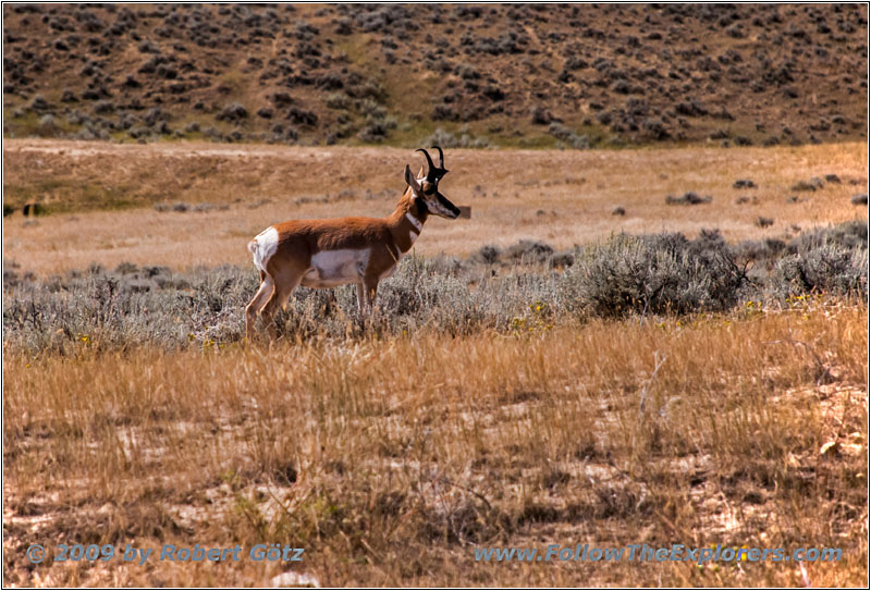Pronghorn, Echeta Rd, WY Pronghorn, Echeta Rd, WY