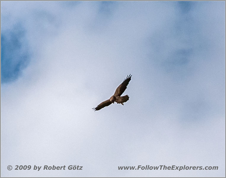 Eagle, Union Pass Rd/FR600, WY