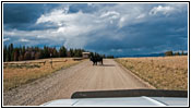 Cattle, Union Pass Rd/FR263, WY