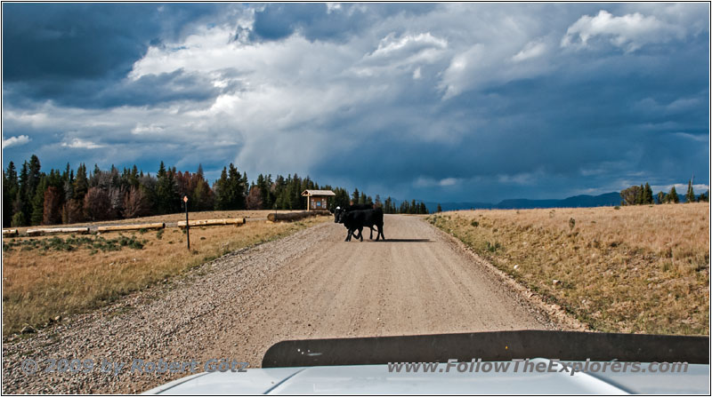 Cattle, Union Pass Rd/FR263, WY