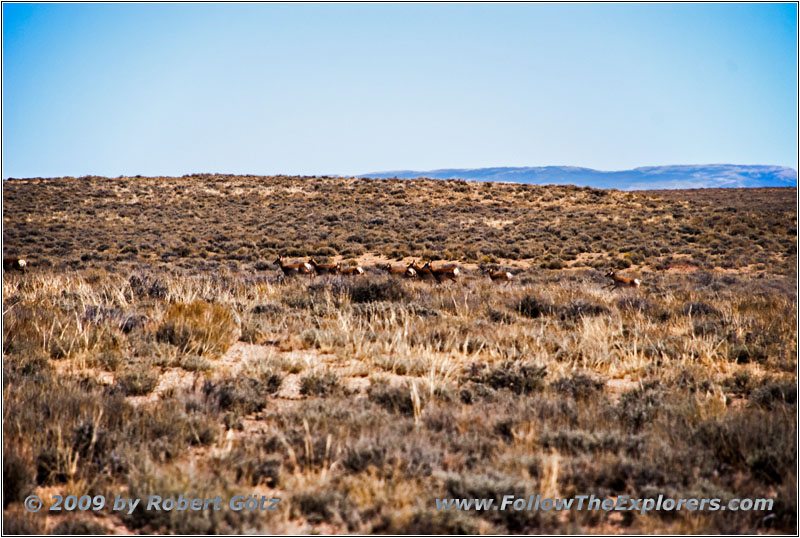 Pronghorn, Backroad, WY Pronghorn, Backroad, WY