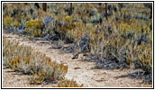 Sage Grouse, Backroad, WY