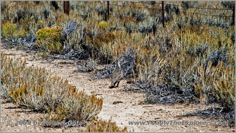 Sage Grouse, Backroad, WY Sage Grouse, Backroad, WY