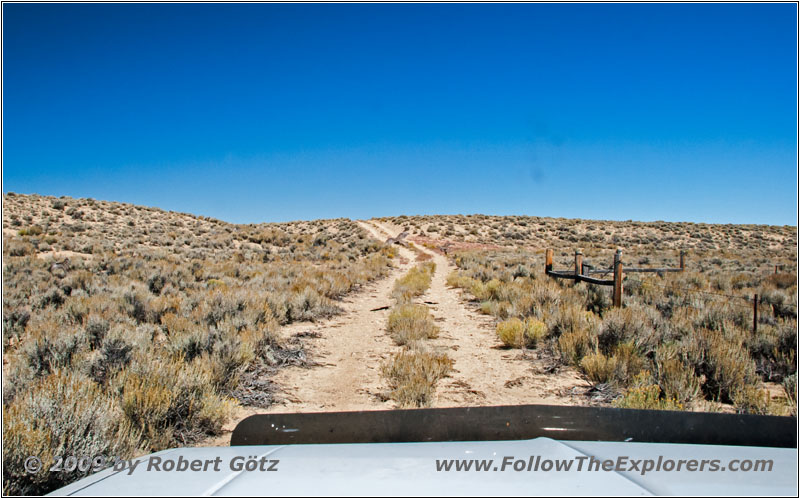 Sage Grouse, Backroad, WY Sage Grouse, Backroad, WY