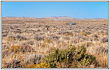Pronghorn, CR7/Old Stauffer Rd, WY