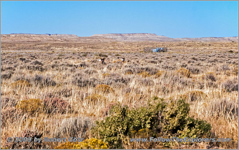 Pronghorn, CR7/Old Stauffer Rd, WY Pronghorn, CR7/Old Stauffer Rd, WY